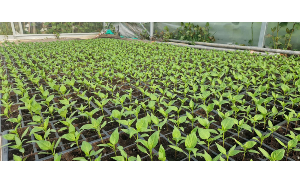 Croissance du Piment d'Espelette Bio | GAEC Halty Biperenia - Agriculture Basque